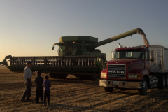 Bean Harvest