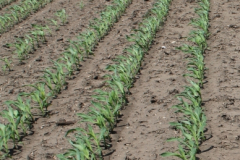 Field Corn Early