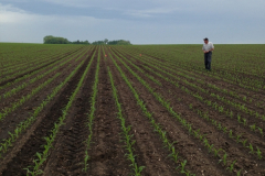 Field Corn