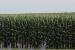 Later Field Corn