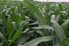 Top of Field Corn