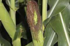 close up of Field Corn