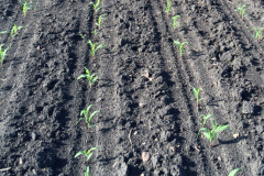 early field corn